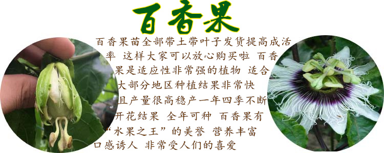 在哪里买树苗