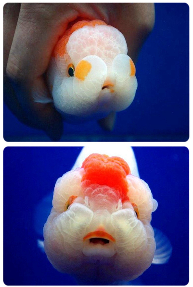 赛级娃娃脸兰寿金鱼活鱼精品观赏鱼冷淡水族宠物兰寿奶牛活体 6-7cm