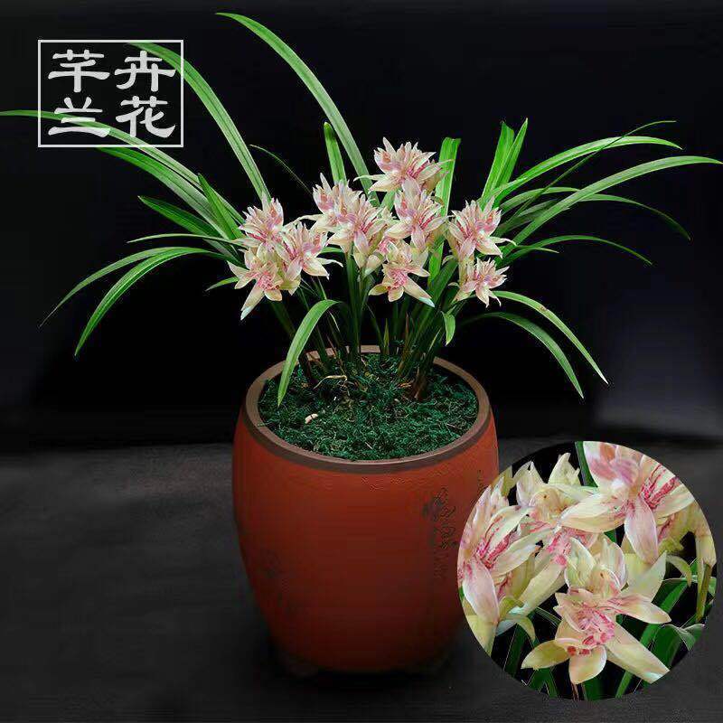 促销四季名品兰花好养型开花香亏本市长红梅4苗连体