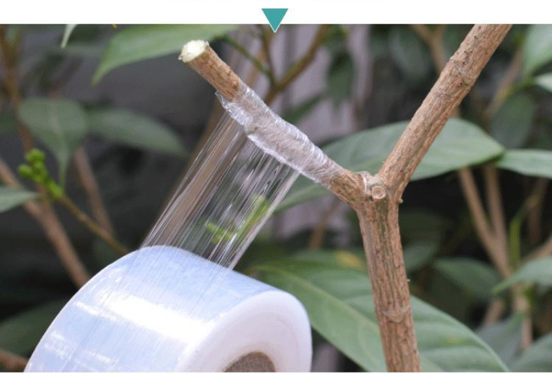 嫁接膜接树膜果树缠绕膜嫁接专用薄膜自粘透明拉伸打包膜保温膜 2cm