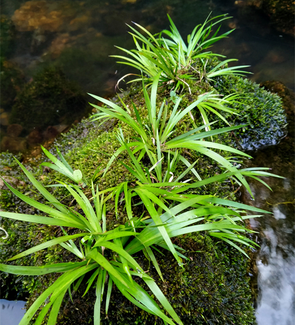 石菖蒲水草非多植物龙根盆景水培植物乌龟伴侣办公室盆栽香味水草绿植