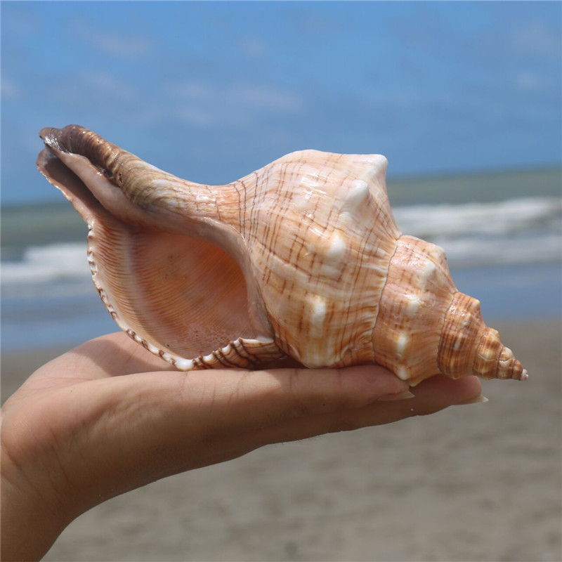 支持小米mi同款华柯楼赤旋螺天然贝壳大海螺壳鱼缸装饰品水族箱造景海