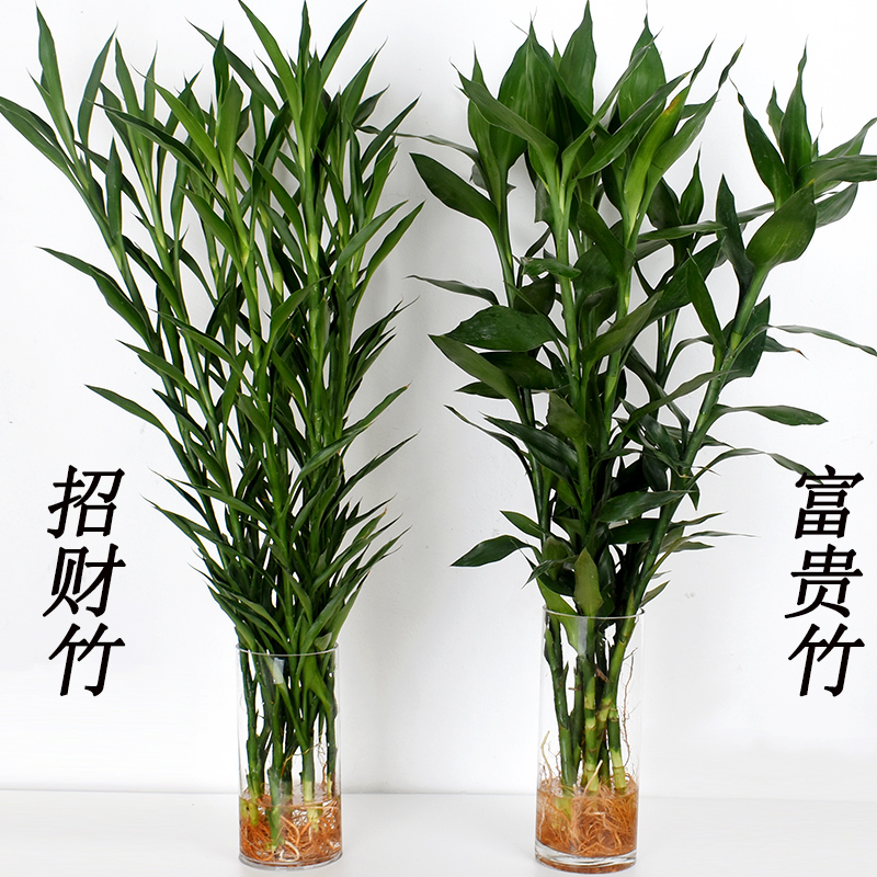 观音竹龙竹转运竹大叶竹客厅水养水培植物盆栽 80cm细叶竹8根(不带根)