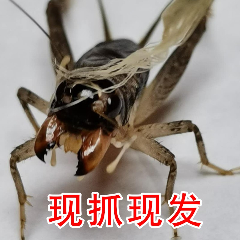 宁津蟋蟀将军图片
