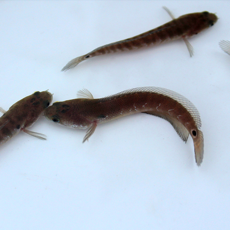 觀賞七星魚彩虹雷龍魚耐養冷水魚淡水魚活體兇猛彩虹雷龍活體 七星