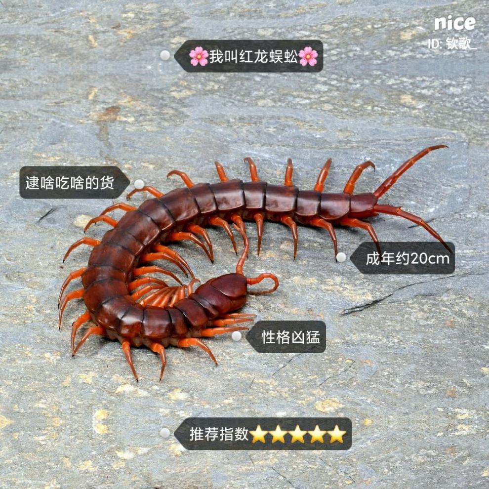 海南蜈蚣种类图片图片