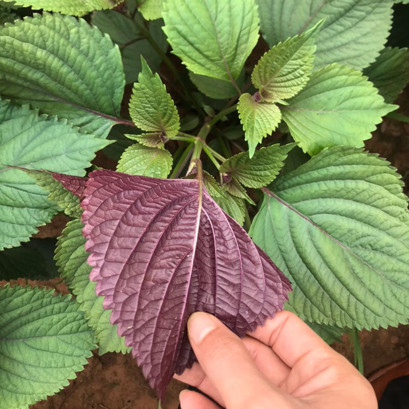 新鲜现摘紫苏叶食用紫苏牛蛙鱼虾田螺牛蛙锅鲜紫苏去腥提香螃蟹 广西