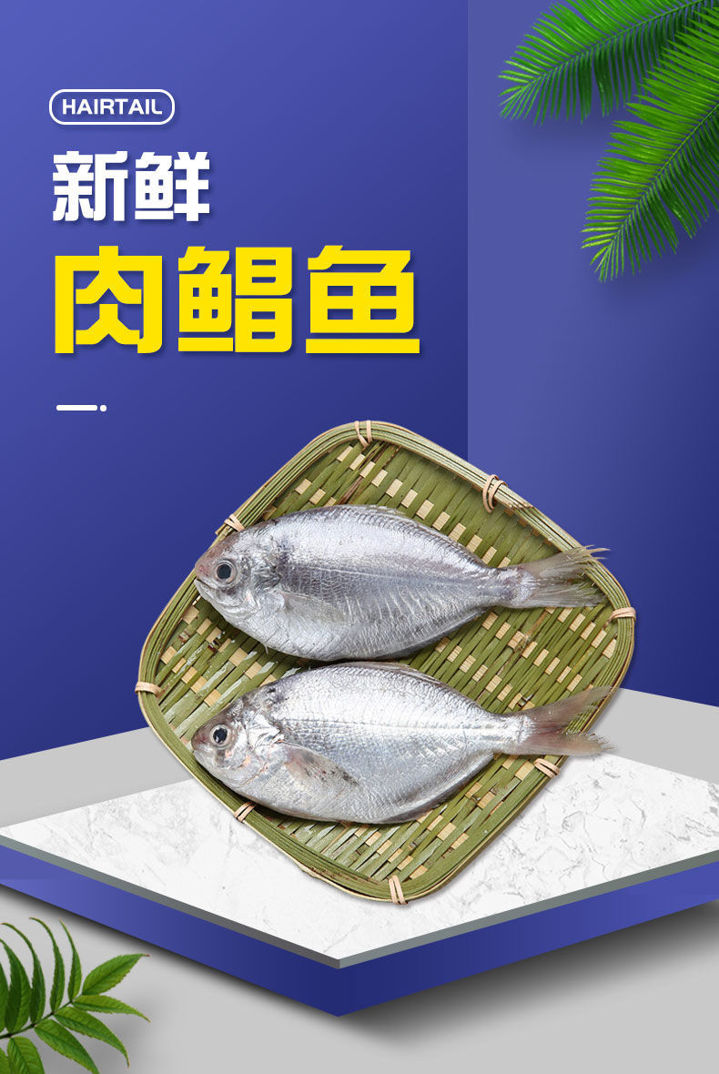 活动中肉鲳鱼新鲜海捕南鲳鱼东海鲳鱼肉鱼银鲳鱼海鲜水产约19厘米渔船