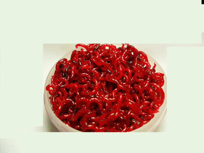 红虫活饵 黑头鲜活大号红虫活体活饵公虫钓鱼饵 活体红虫大号30g