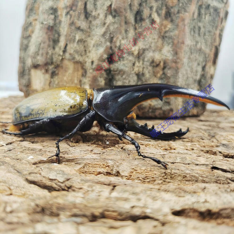 瑾伦长戟大兜虫dhh海格力斯甲虫爬虫活体另有战亚克锹甲md血统dhh幼虫