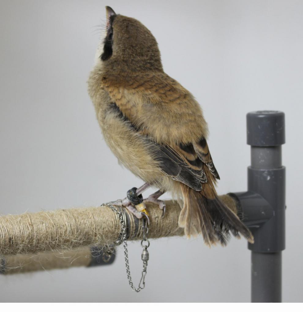 新款伯劳鸟脚套鹦鹉脚环鹩哥八哥鸟脚环鹦鹉脚环护腿不伤脚鸟链子 6号