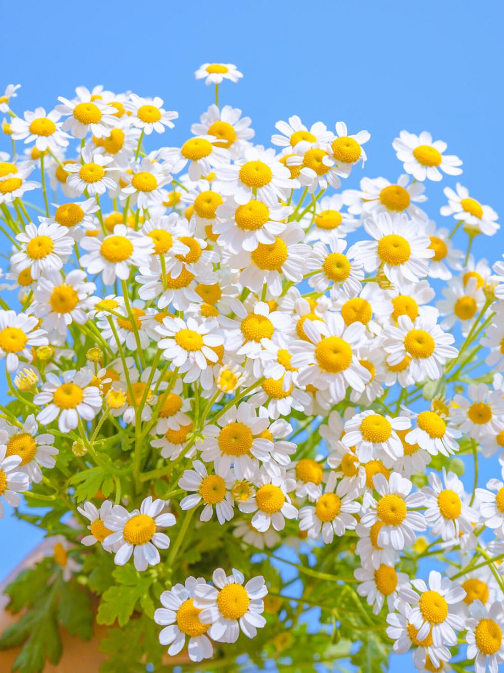 进口罗马小种子 芳香花卉白晶菊花种籽孑庭院植物室内盆栽阿芹 洋甘菊
