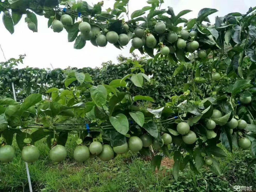 广西黄金百香果苗树果蜂蜜味百香果树壮乡维蜜四季爬藤南方种植 嫁接