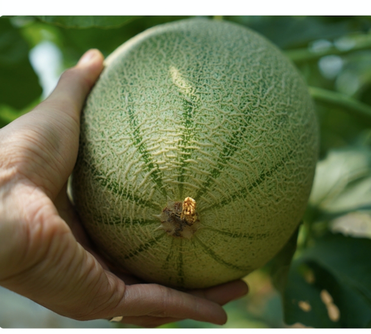 阳光小蜜新疆产哈密瓜新鲜水果小蜜西州蜜25号正宗香甜瓜哈密瓜阳光