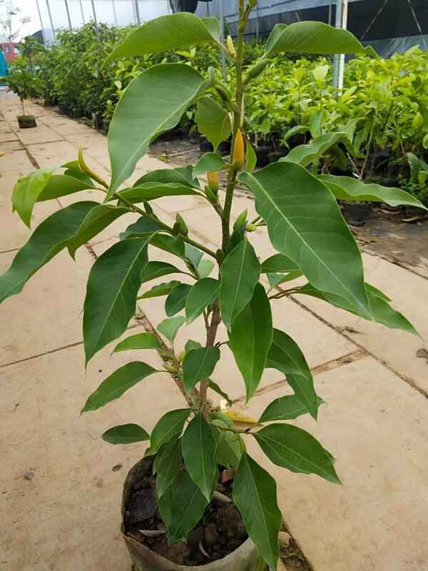 倾颜白兰花盆栽 黄桷兰嫁接白兰花苗十里飘香白玉兰花树苗 黄兰庭院