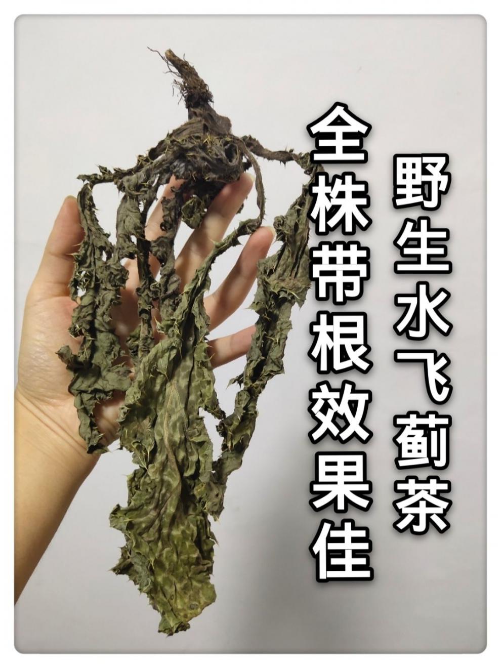 中药材野生全株带根水飞蓟叶子茶干水飞蓟叶奶蓟草叶茶 新鲜水飞蓟500
