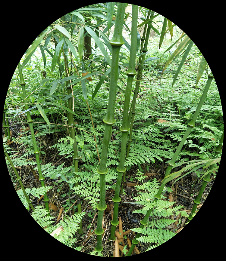 采缇筇竹苗罗汉竹苗盆栽办公室阳台庭院绿化竹艺术盆景竹观赏竹成年