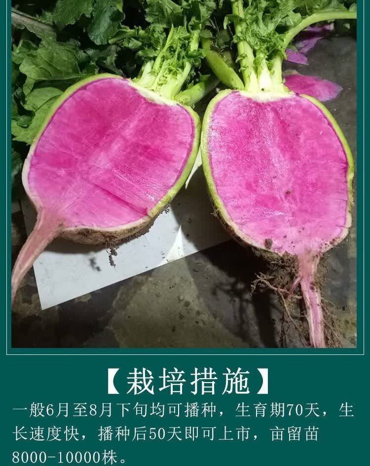 菜友北京满堂红心里美萝卜农田基地四季蔬菜中熟脆甜红心紫心萝卜籽