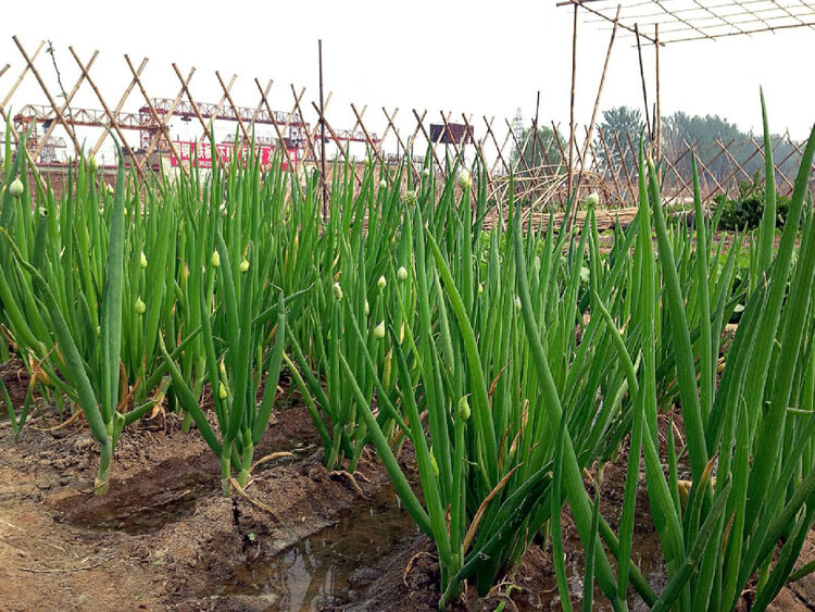 落云种业出售新鲜蔬菜籽四季小小葱四季可播一斤500克