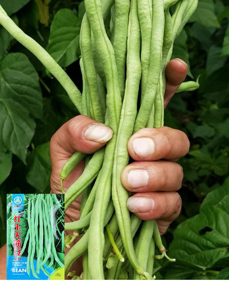 壽禾 豇豆種子豆角八月種籽缸豆四季豆架豆搭架江豆種家庭農業種植綠