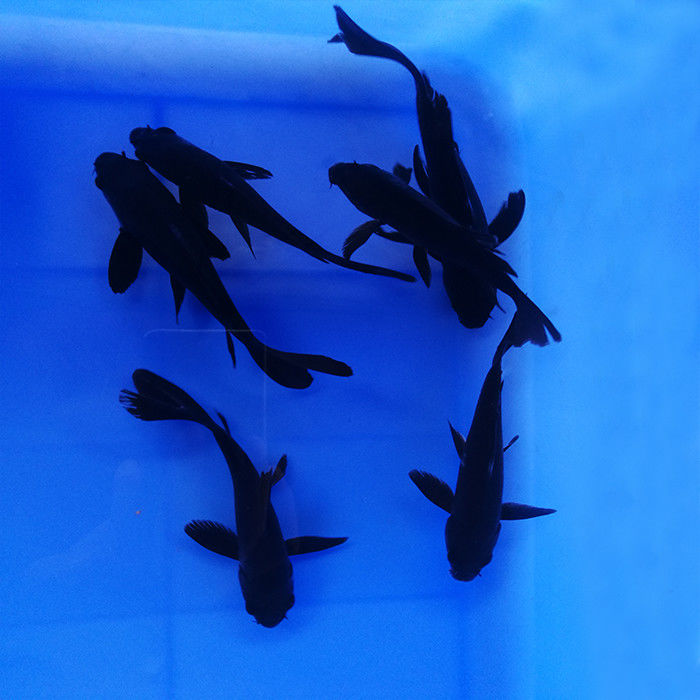 黑金锦鲤风水鱼镇宅黑色活鱼冷水易活纯种龙凤乌金(不分长短尾) 黑金