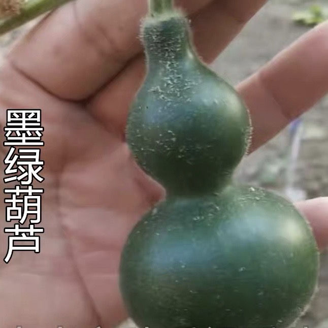 墨绿小葫芦种子翡翠葫芦盆栽手捻葫芦种子文玩亚腰种籽盆栽阳台精选