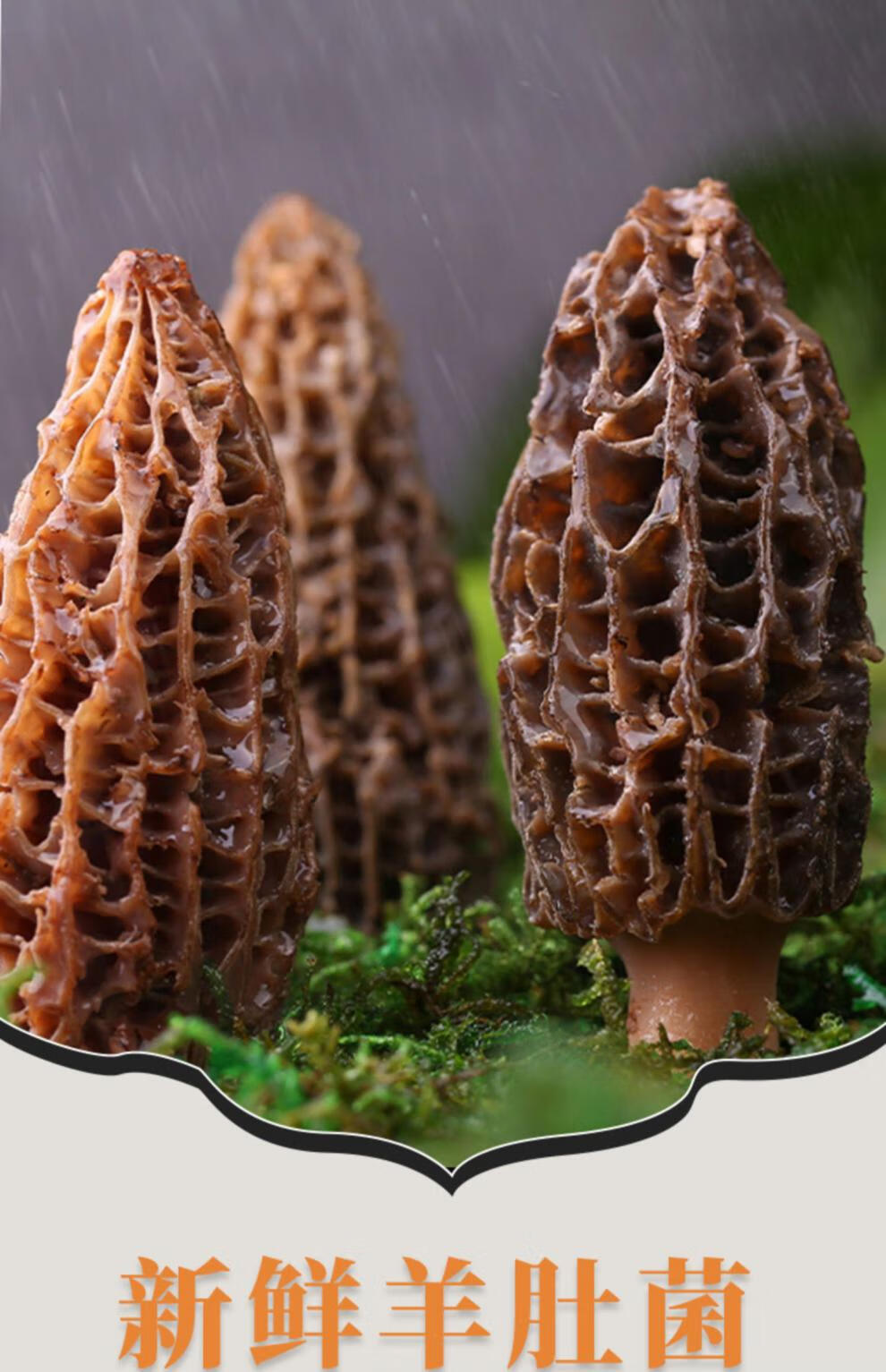新鲜云南羊肚菌新货食用菌菇蘑菇福建古田鲜羊肚菌非野生干货特产