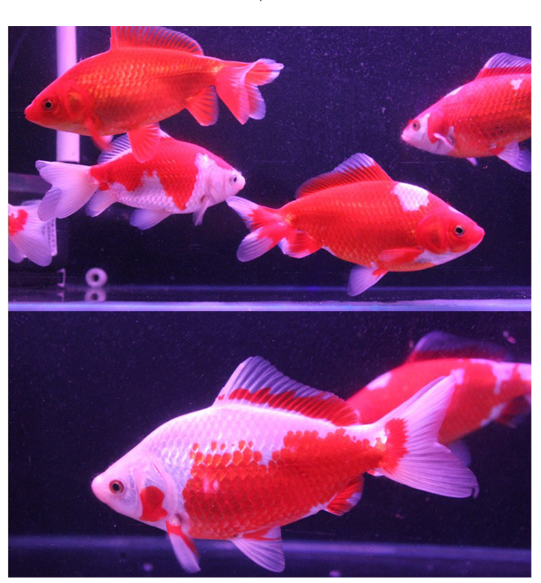 冷水鹦鹉鱼招财鱼淡水鱼黄金锦鲤鱼活鱼金风水鱼金鱼苗冷水发财鱼1416