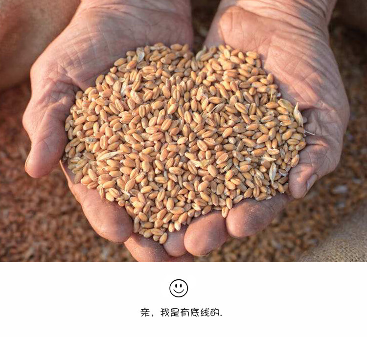 济麦22国审冬小麦种子农业大田用矮秆抗倒大穗原种越冬小麦籽 济麦22