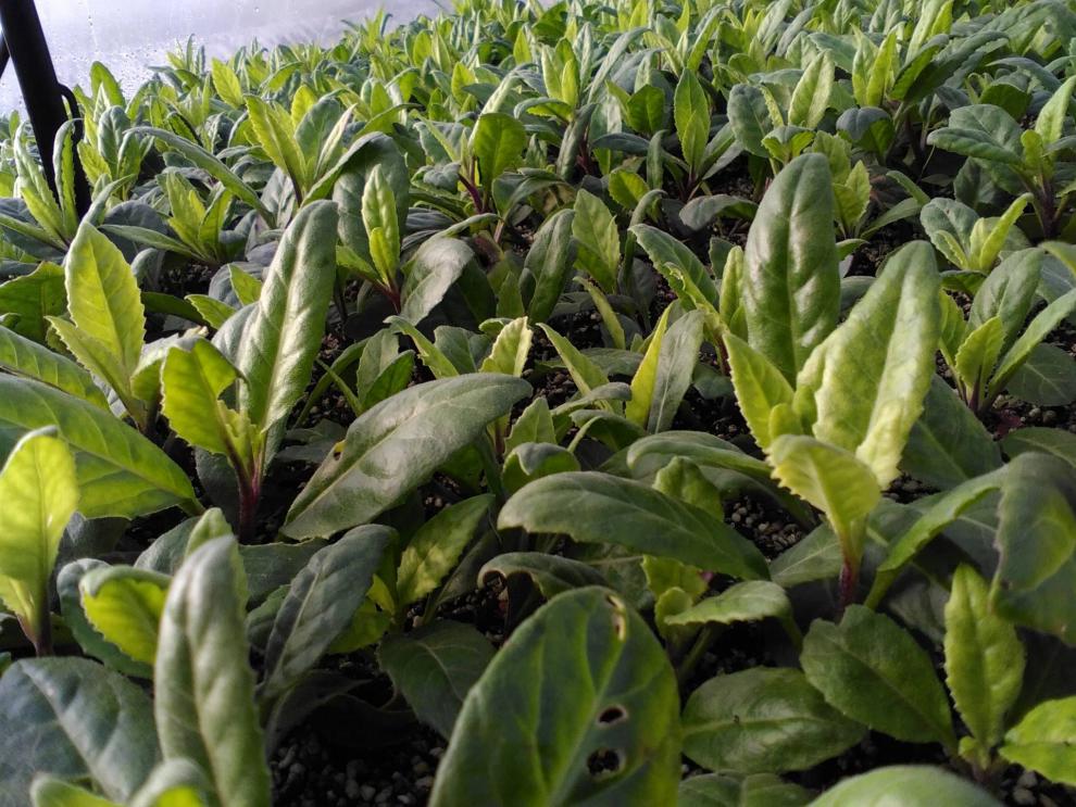 明月草干叶神仙草富贵菜白背三七金鸡毛草明月草茶一斤一斤500克不含