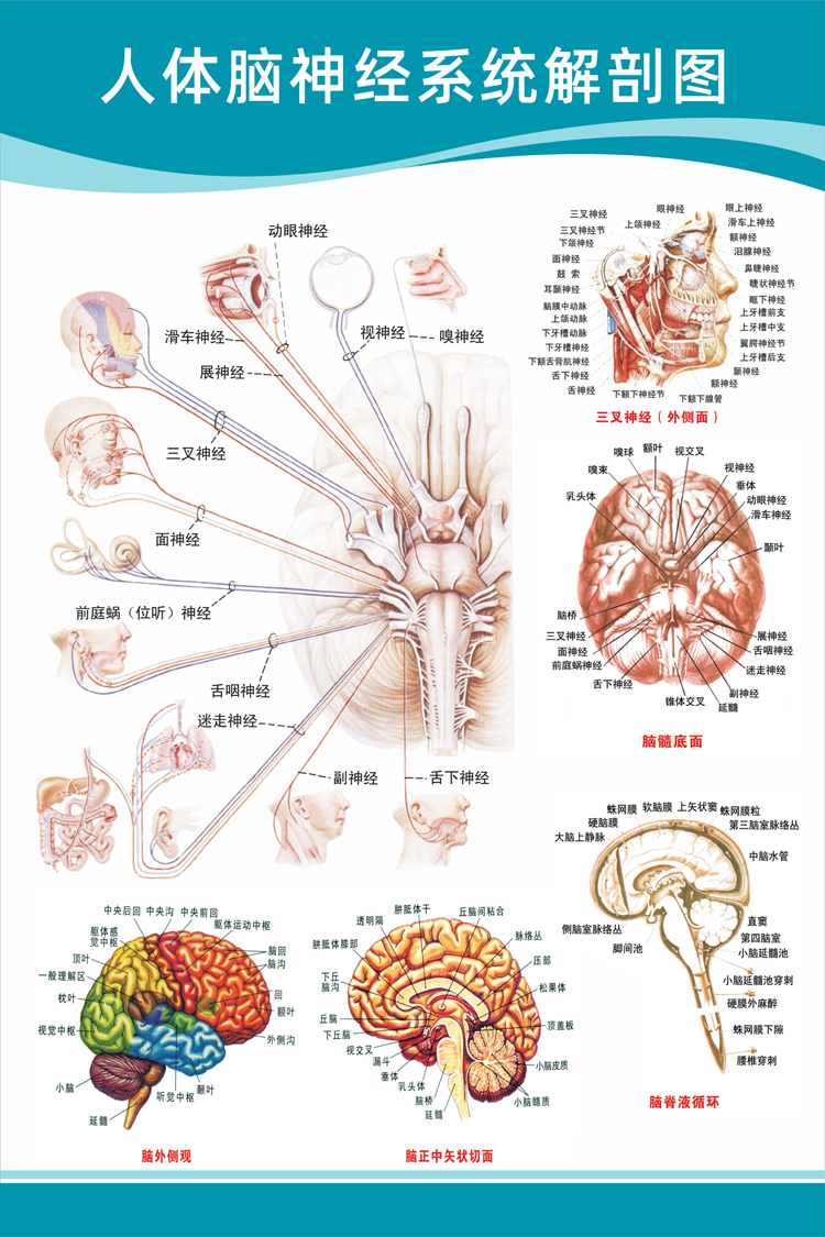 头部大脑小脑结构图图片