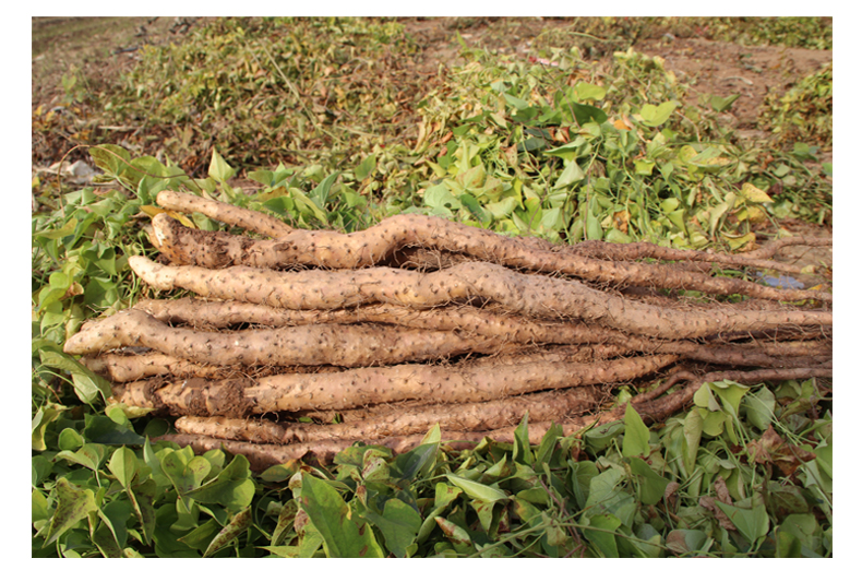 河南焦作温县正宗垆土铁棍山药怀淮山药新鲜5斤铁杆卢土山药粉糯2500g