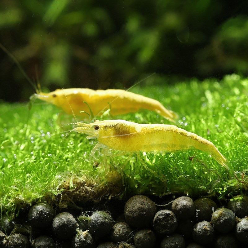 工匠头包活80只精品金背虾黄金米虾德系宽背观赏虾淡水冷水黑壳虾精品