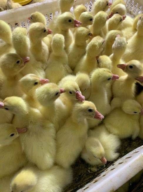 网红宠物鹅苗产蛋王鹅苗活体小鹅苗三花鹅苗大种狮头鹅苗雏鹅苗批发