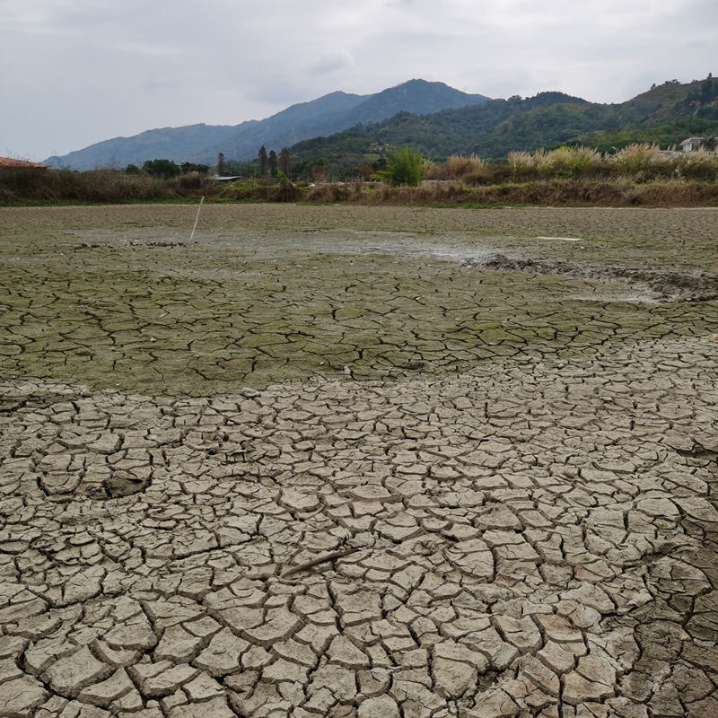 荷塘泥天然干净池塘土鱼塘泥营养土淤泥通用土花土菜土阳台种植土碗莲