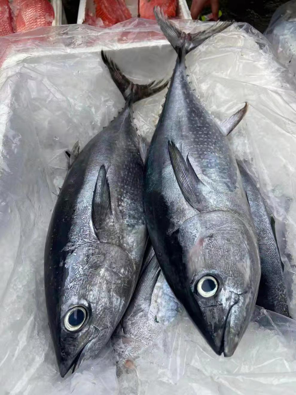 金枪鱼整条新鲜刺身寿司生吃冰鲜冰冻黄旗金枪鱼新鲜10-100斤可选