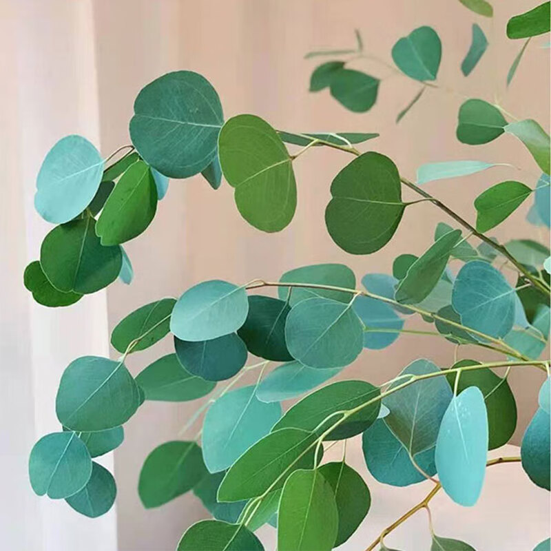 桉树尤加利银水滴心叶桉多花桉苹果桉盆栽插花 心叶尤加利心叶桉 含盆