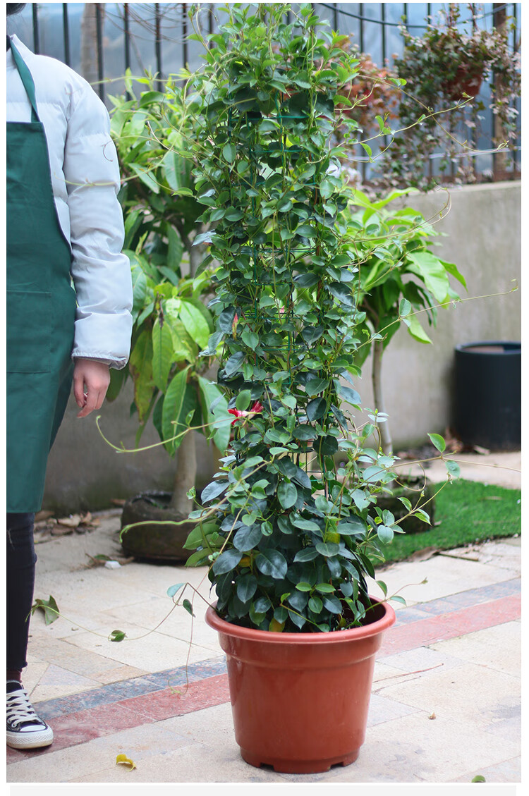 飘香藤双喜藤四季开花爬藤植物带花苞盆栽室内庭院阳台飘香藤红色中盆