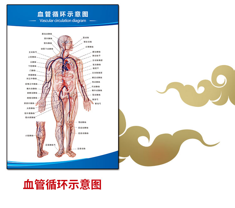 人體內臟結構圖人體肌肉解剖圖掛圖內臟結構圖身器官十二經絡穴位圖