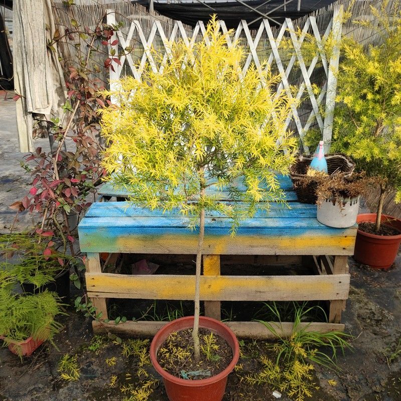 黄金香柳树苗千层金棒棒糖盆栽花镜植物庭院花园木本四季常青绿植 1.