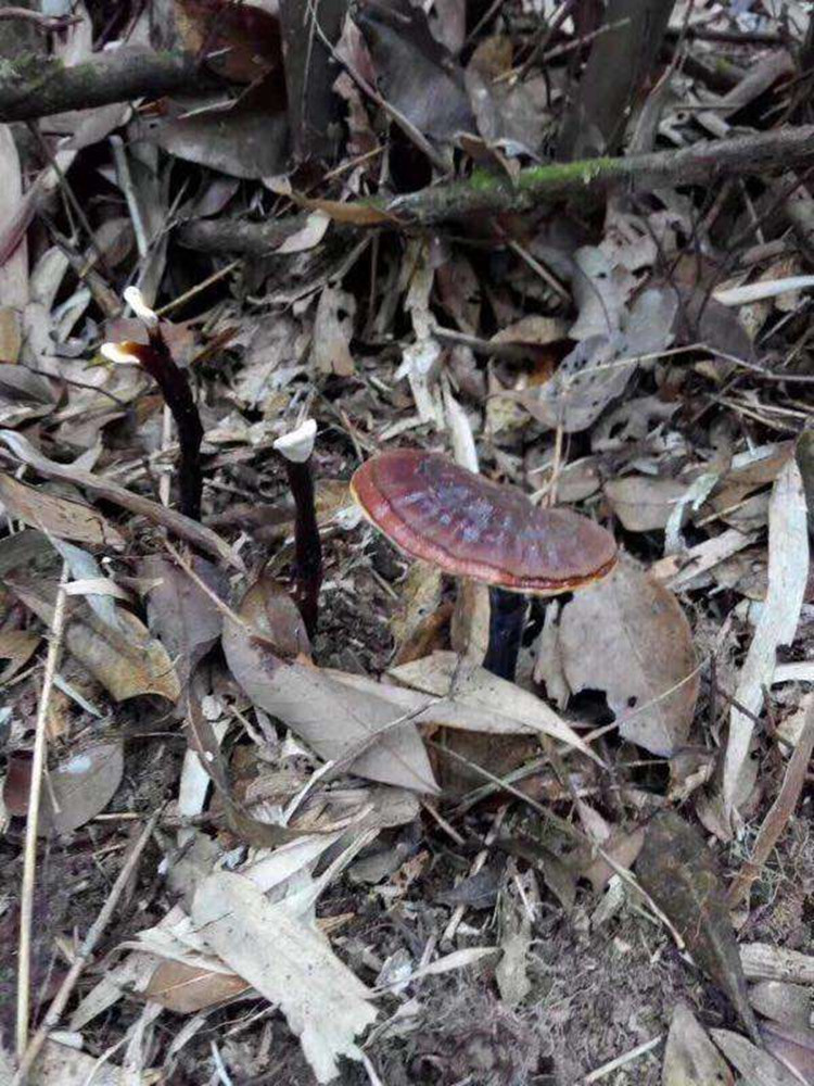 野生云南竹灵芝林芝野生灵芝片紫芝整枝带柄散装1斤装500克【图片