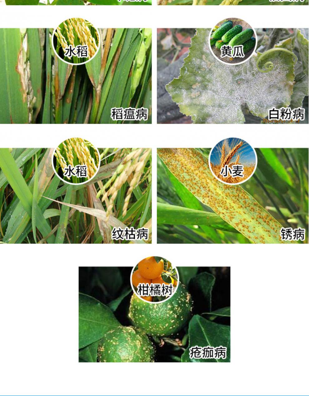 中化爱可戊唑醇烯肟菌酯白粉病叶斑病水稻稻瘟病农药杀菌剂极武10g