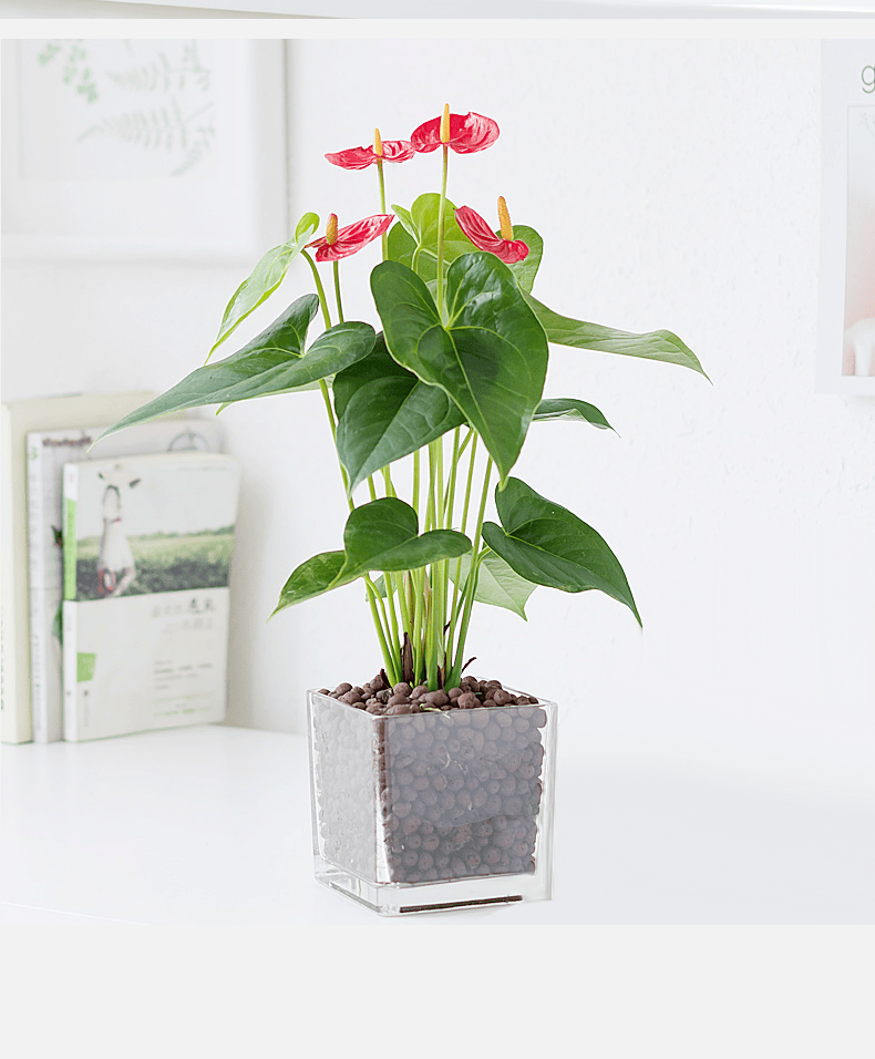 若绿年宵花卉绿植红掌盆栽白掌盆栽一帆风顺客厅室内植物桌面观花水培