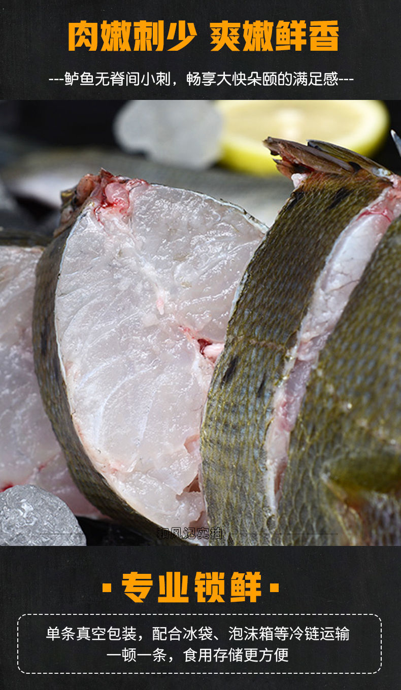 新品上市海鲈鱼新鲜深海七星鲈鱼海捕花鲈鱼黑鲈鱼海水鱼 1条装1.1-1.