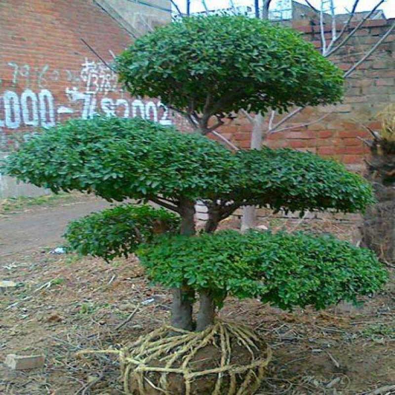 京选推荐小叶女贞造型树苗木庭院盆景棒棒糖树球景观树苗绿篱绿化植物