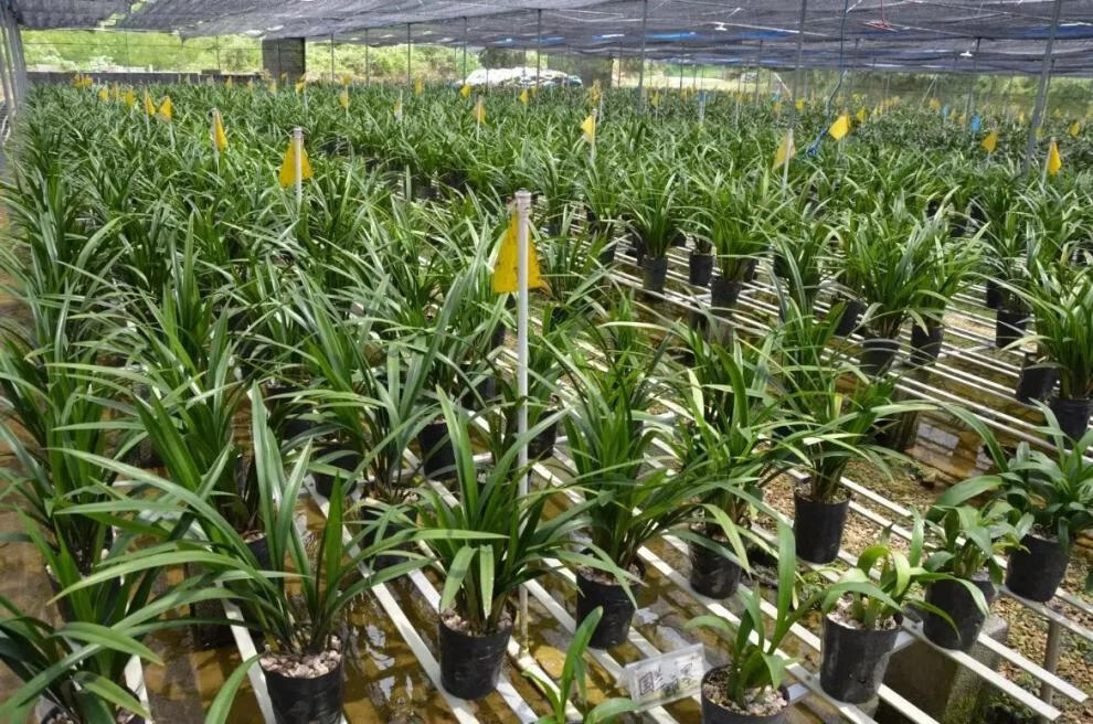 10，蘭花苗盆栽濃香型好養君子蘭蝴蝶蘭花卉綠植物四季開花特大客厛 好運連連 5苗【送育苗袋+肥】儅年開花多多