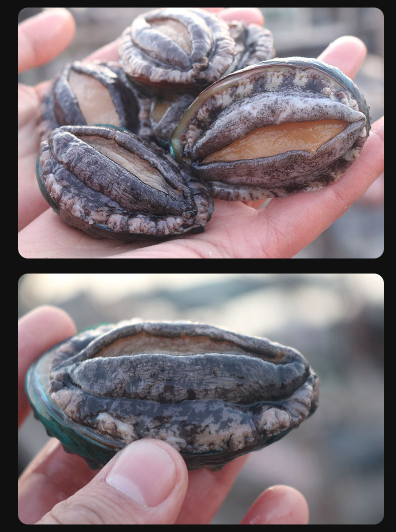 野生鲍鱼鲜活超大鲍鱼海鲜冷冻水产精品活体鲜活贝类即食刺身 特大