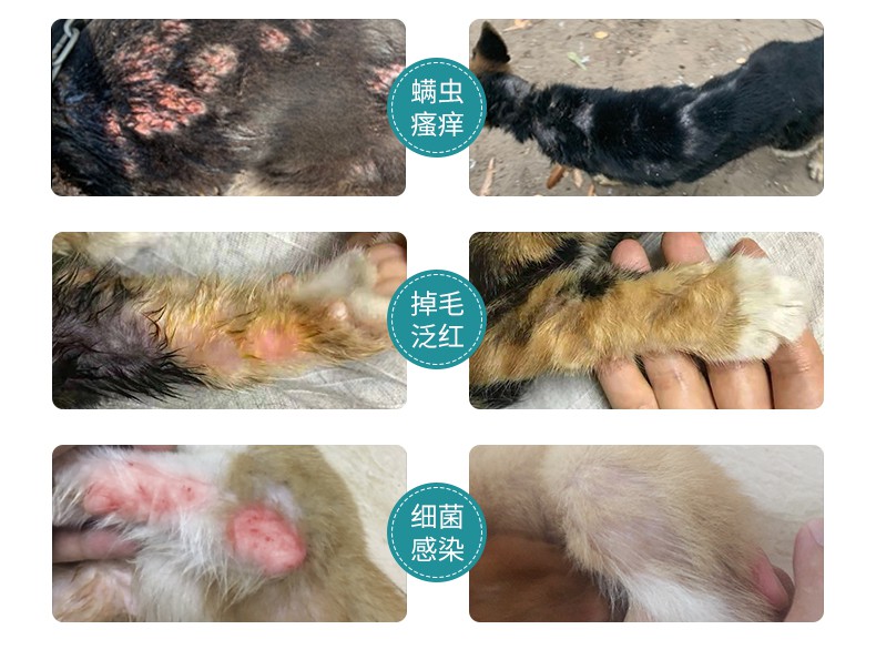 藥浴皮膚病真菌藥浴寵物貓咪治療貓癬泡澡藥中藥沐浴露犬專用寄生蟲