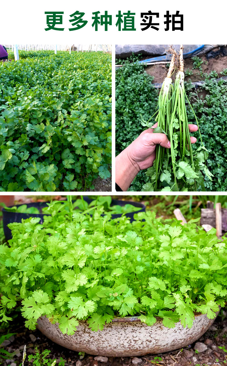 老香菜苗小叶芫荽冬季四季农家自种香菜生鲜蔬菜3斤