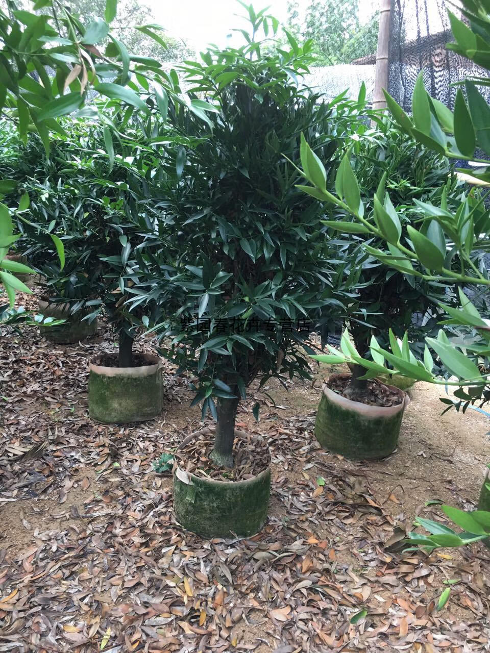 园艺盆栽竹柏树苗圆叶嫁接竹柏盆景竹柏大树苗四季常青绿植吸甲醛 圆